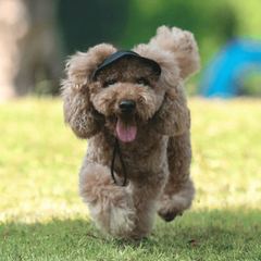 Wagley™ – Adjustable Sun-Shielding Dog Cap with Ear Holes & Chin Strap + 50% OFF