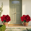 Bloomcroft™ – UV-Resistant Water-Dyed Silk Geraniums for Outdoor & Indoor Decor + 50% OFF