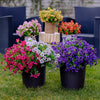 Hedgehollow™ – UV-Resistant Lifelike Artificial Outdoor Flowers + 50% OFF